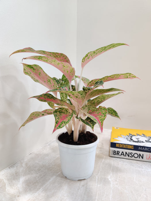 Indoor Aglaonema Firework Plant for Home