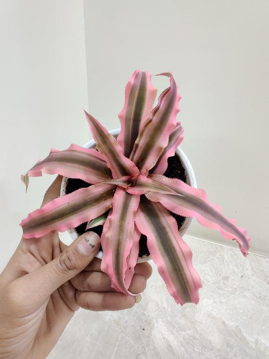 Cryptanthus Pink Starlite for vibrant interiors