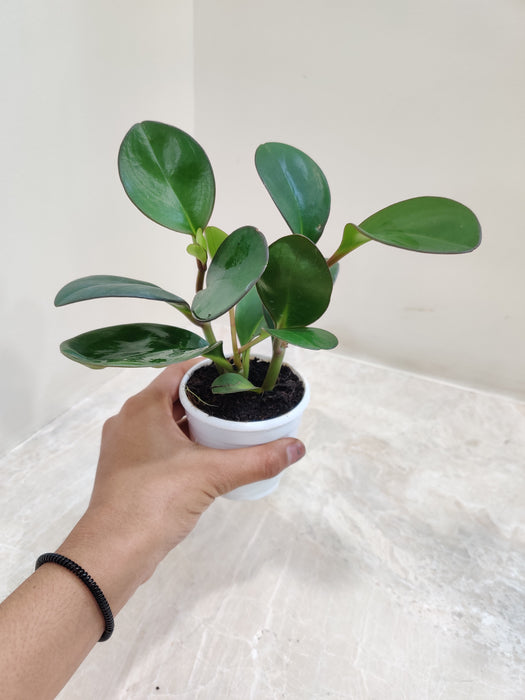 Compact Peperomia Marginata with Red Accents