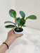 Compact Peperomia Marginata with Red Accents