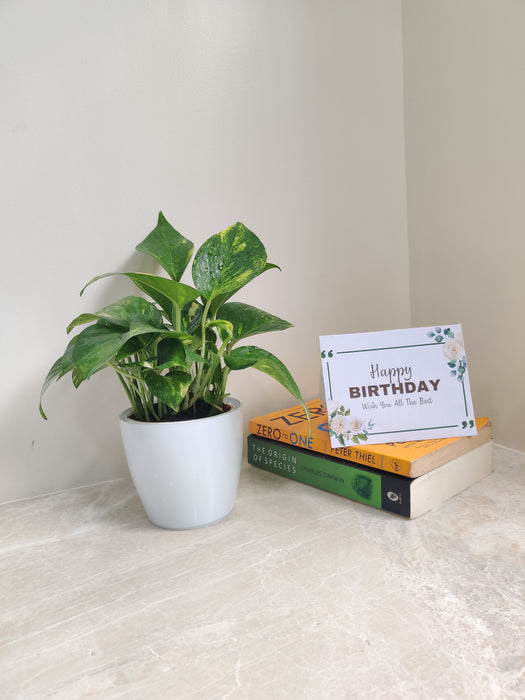Corporate Gift Green Money Plant