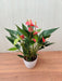Anthurium Red Color Flowering Plant