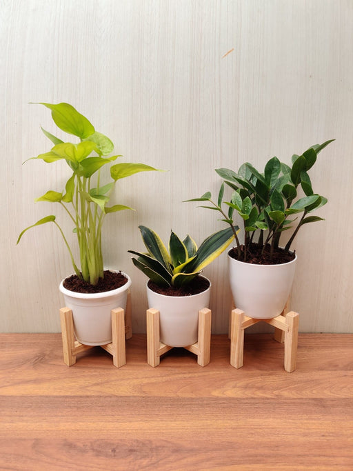 Indoor Plants Combo - Snake Plant, ZZ Plant, Alocasia Cuculata - Air Purifying and Decorative Plants for a Healthy Home