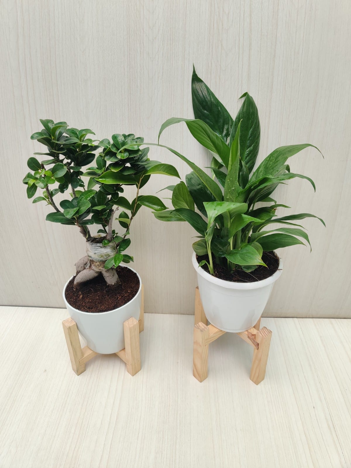 Indoor Plants Combo 2 Live Indoor Plants (Bonsai and Peace Lily) in 4 Inch Pots Air
