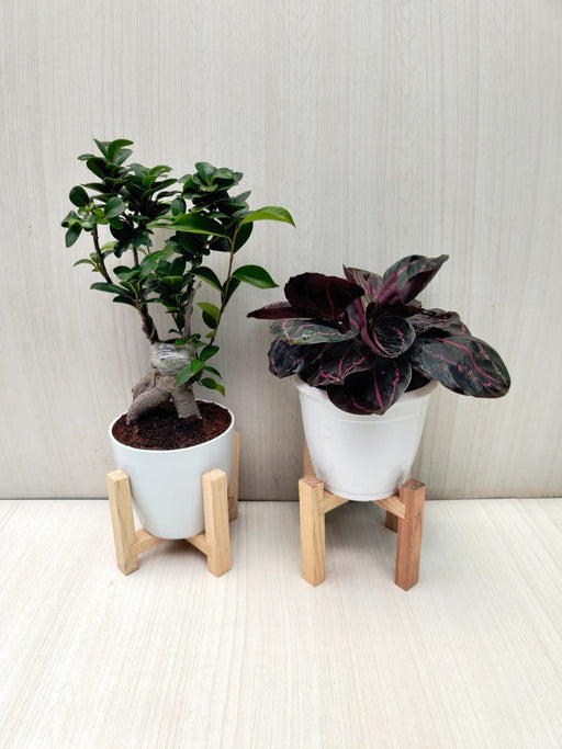 Decorative Plants for Home and Office - Bonsai Plant & Calathea Dottie