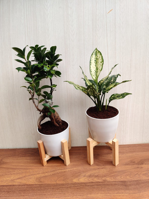 Air Purifying Plant Combo - Bonsai and Aglaonema