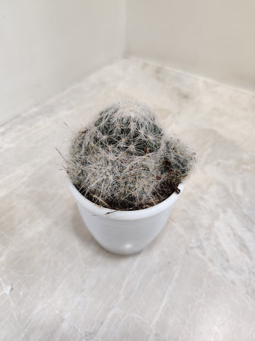 Low-maintenance fluffy feather cactus