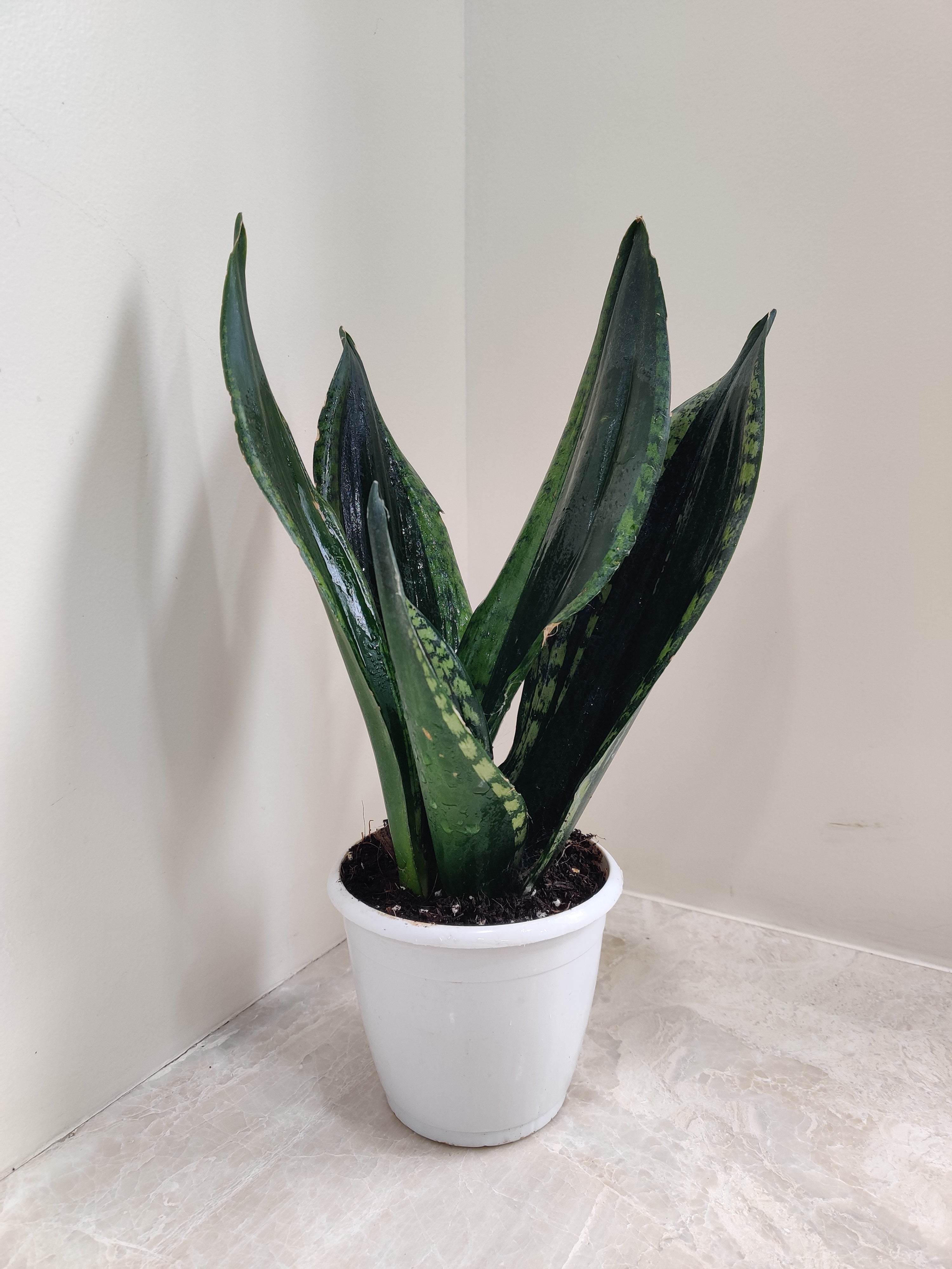 Snake Plant 'Whitney'