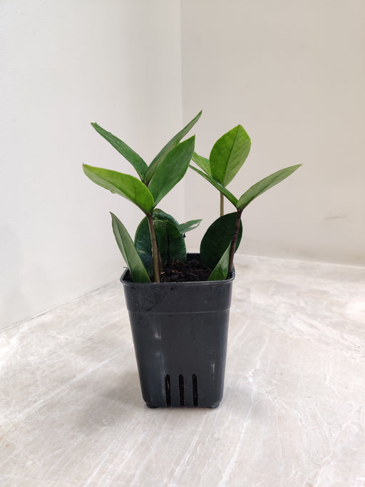 Compact Indoor ZZ Plant in a black plastic pot