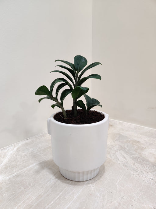 Zamiaculacus Zenzii in premium white pot for corporate gifting