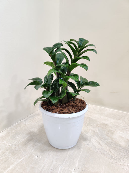Indoor Zamioculcas Zenzii small plant in white pot