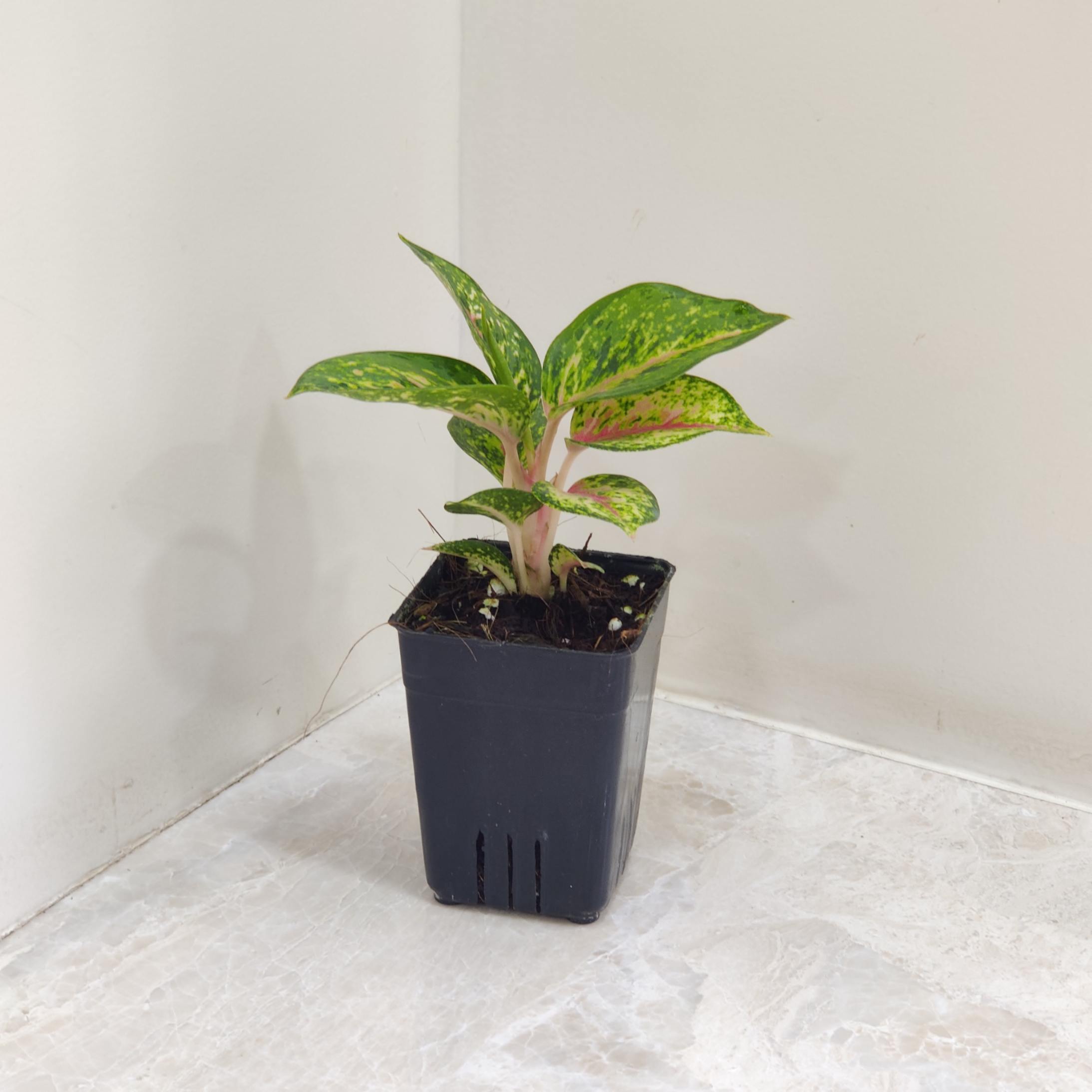 aglaonema 10 carat Buy Aglaonema 10 Karat Plant – ChhajedGarden.com