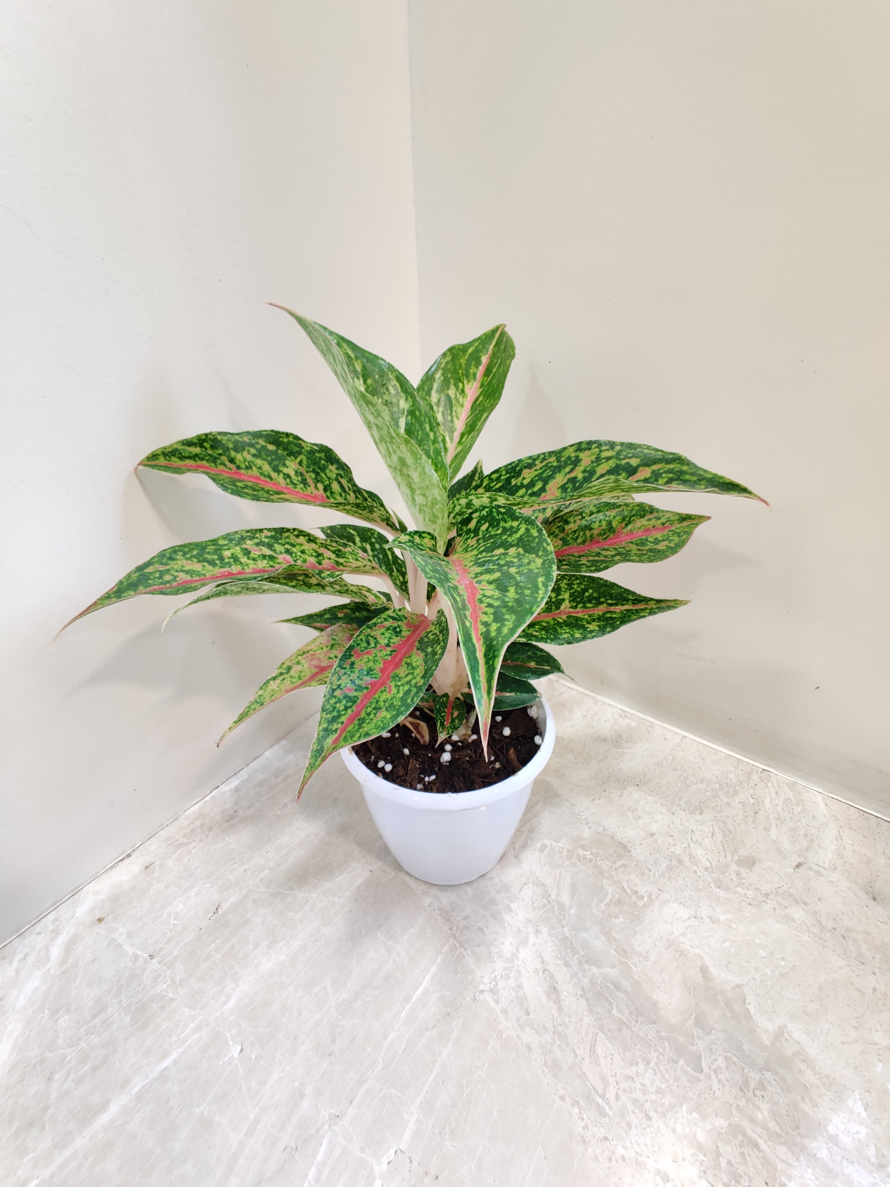 Buy Aglaonema Happiness Plant