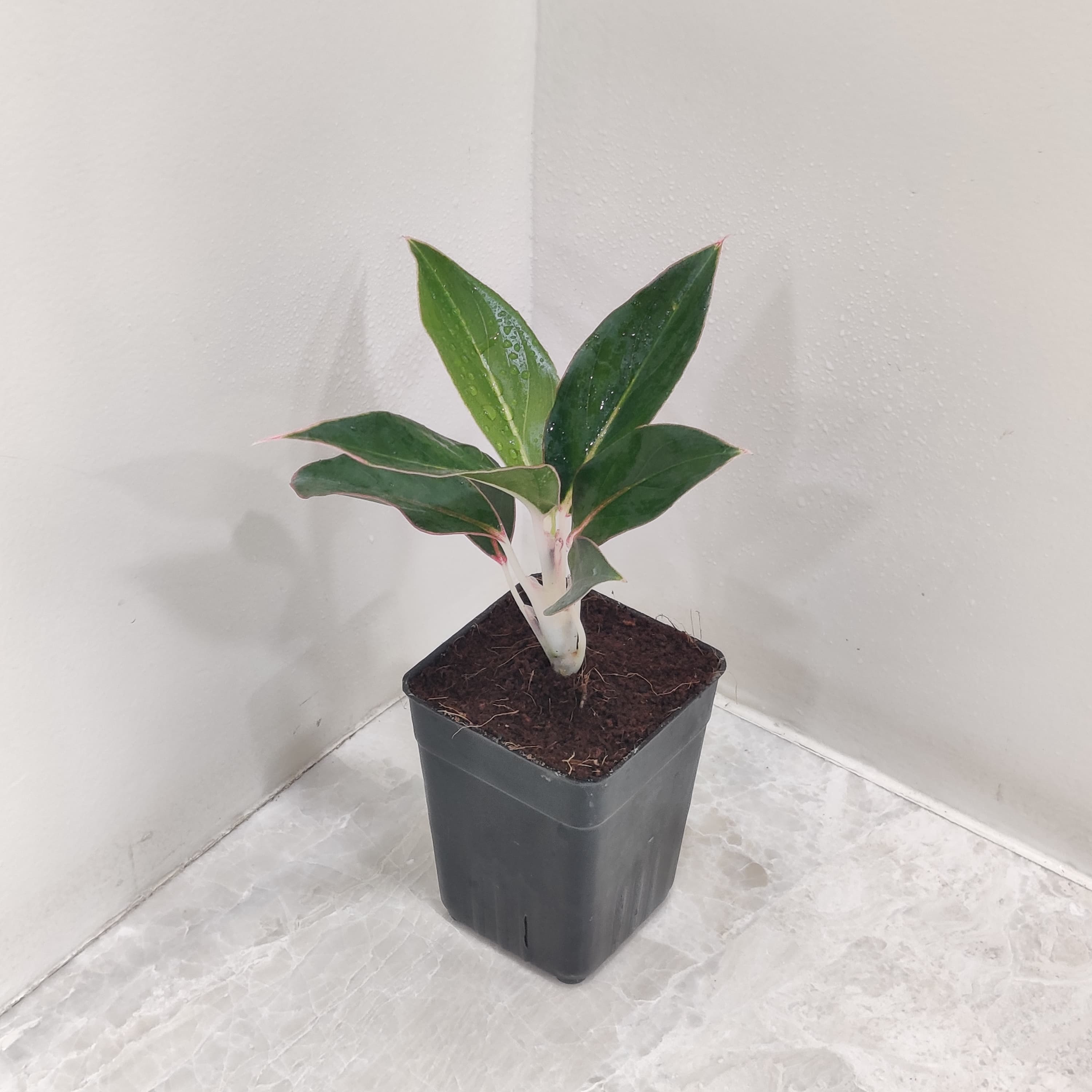 aglaonema sapphire suzanne care Aglaonema Sapphire Suzanne Plant