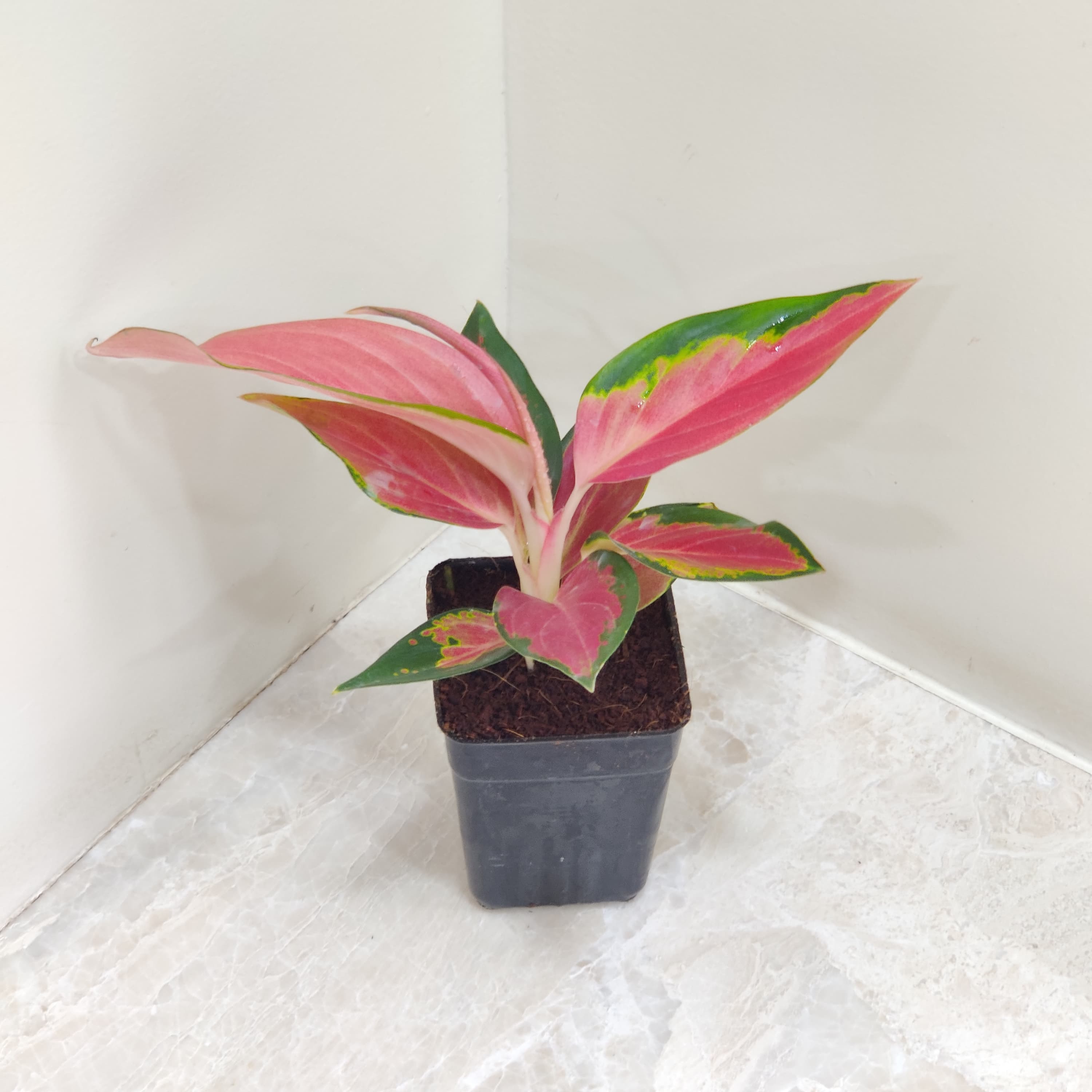 aglaonema red thai Aglaonema Thailand Red Plant