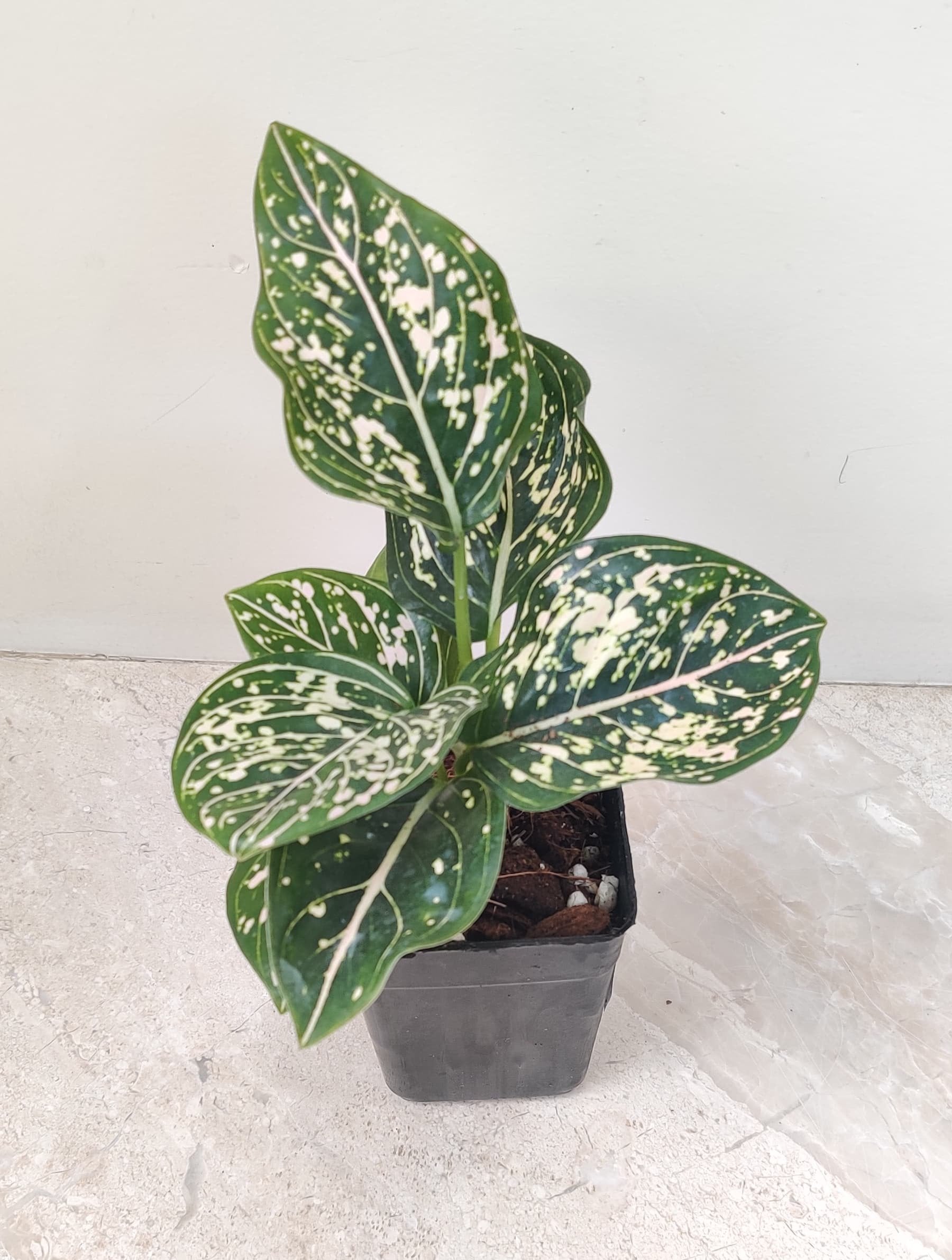 aglaonema pink dots Buy Aglaonema Pink Dotted Plant – ChhajedGarden.com