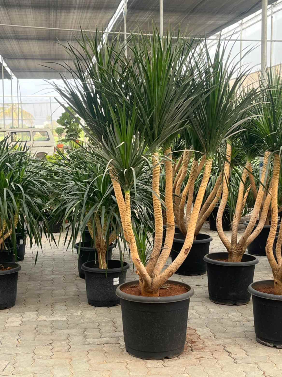 black dracaena Dracaena Black Pearl Multi Headed Plant