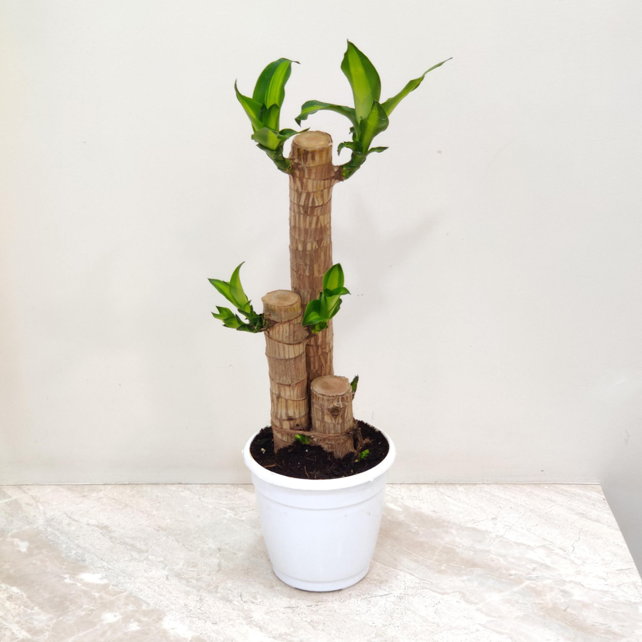 lucky bamboo plant price in india Buy Brazilian Lucky Bamboo Plant – ChhajedGarden.com