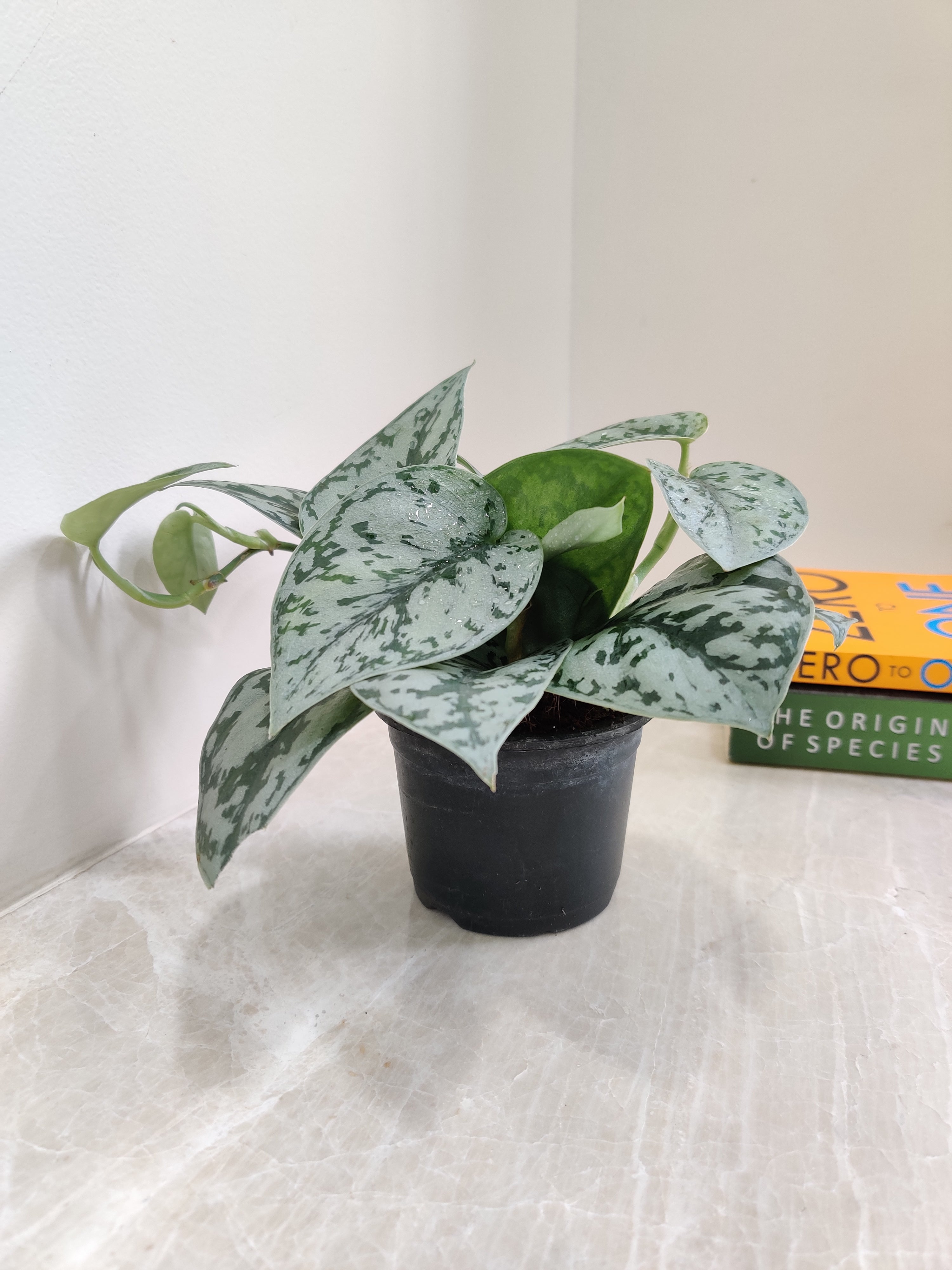 silver lady pothos for sale Scindapsus Silver Satin Pothos