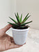 Durable-Aloe-Black-Beauty-Home-Garden-indoor-succulent