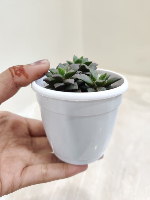 Rosette-Anacampseros-Rufescens-indoor-plant