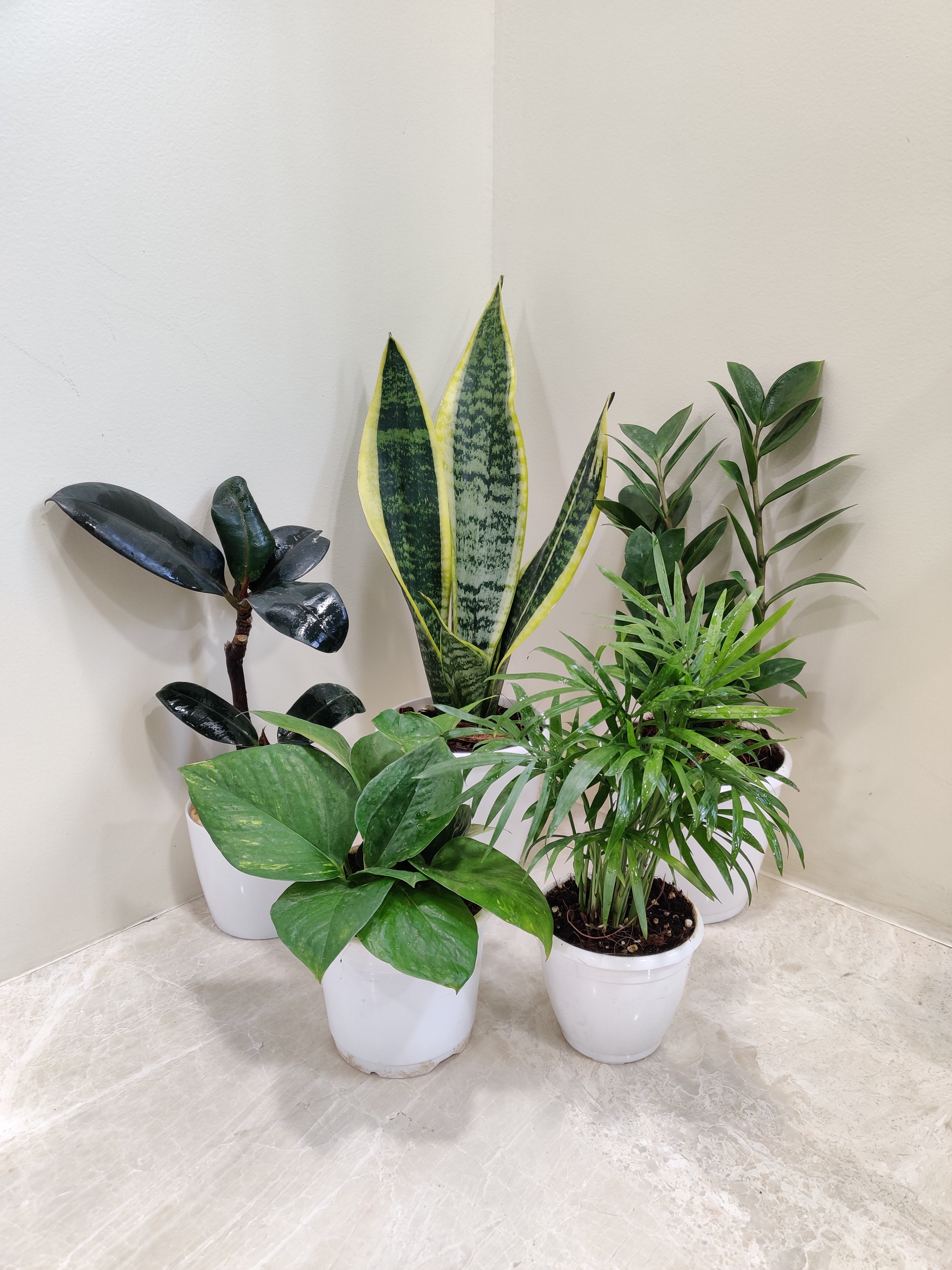 imported indoor plants 5 Best Indoor Plants Pack