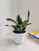 Air-Purifying Indoor Sansevieria Black Gold
