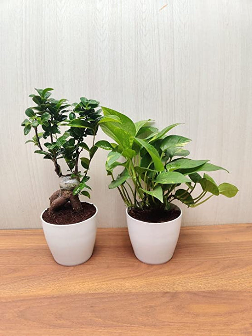 Live Indoor Bonsai and Money Plant Combo - Air Purifying Plants