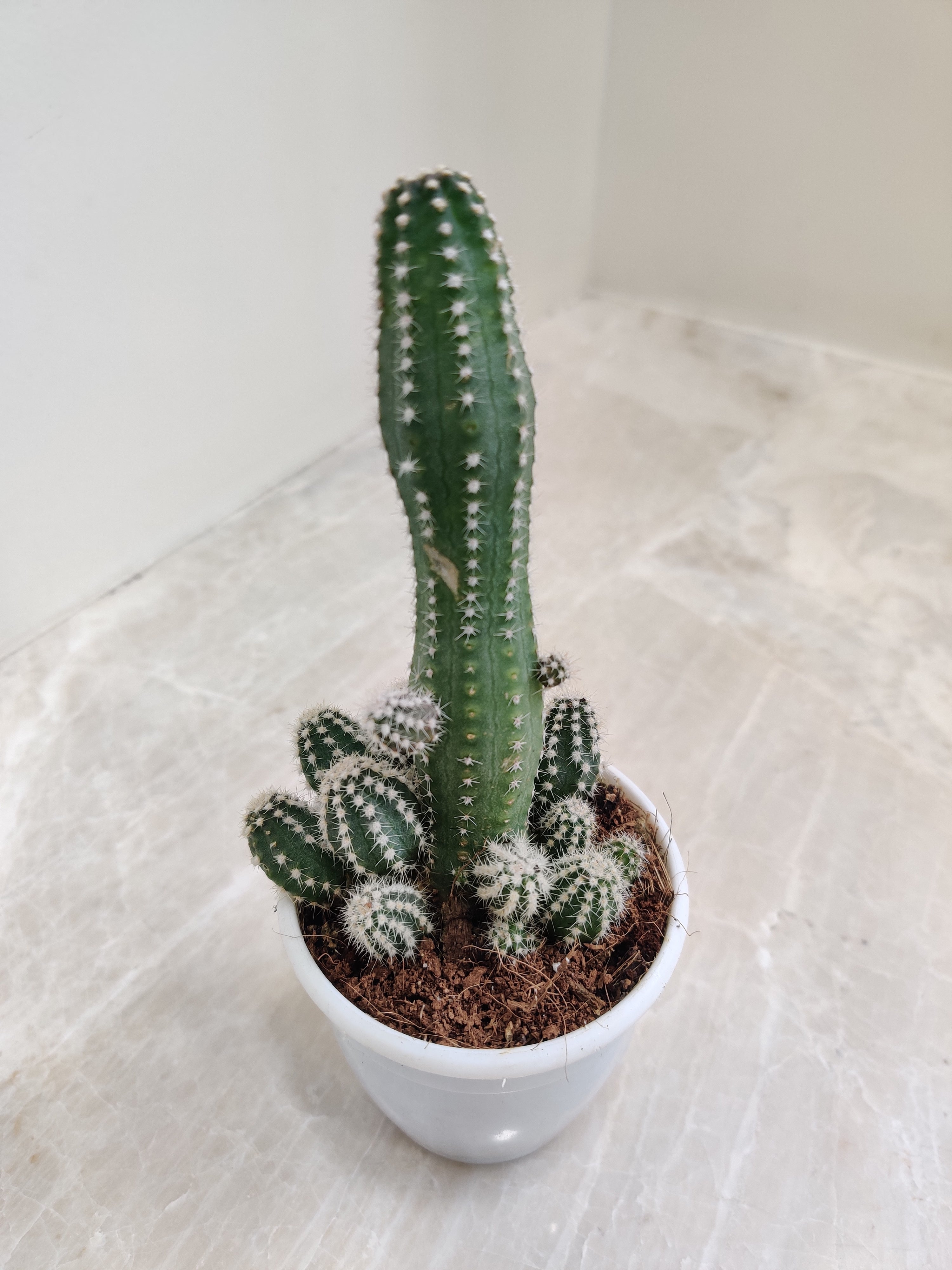 Buy Fairy Castle Cereus
