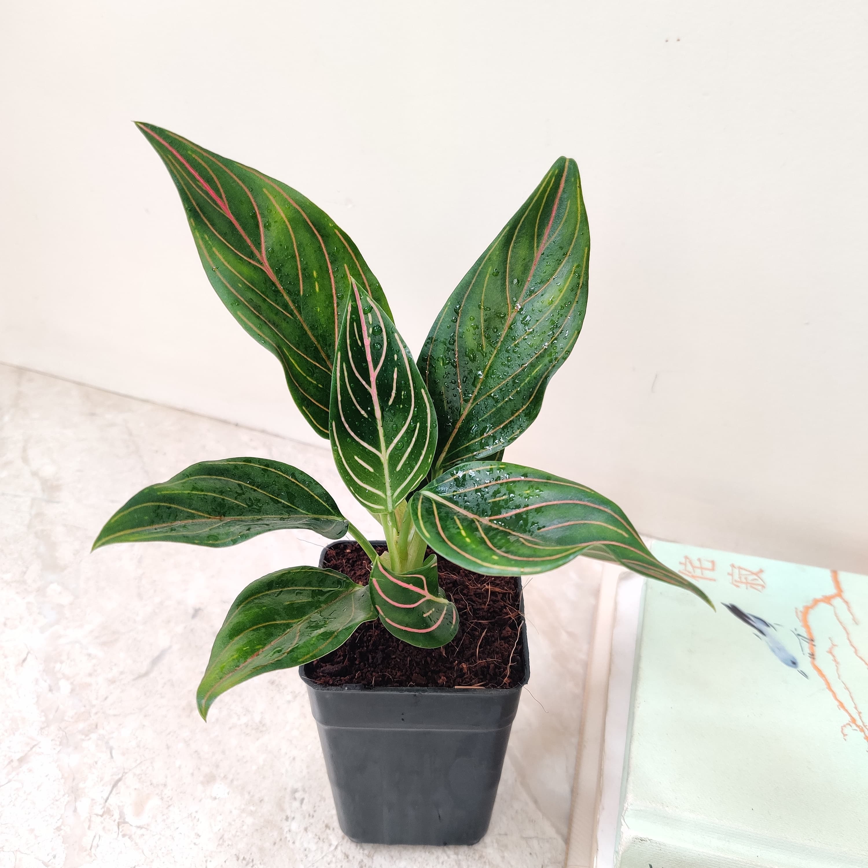 aglaonema red vein Aglaonema Red Vein Plant (Evergreen)