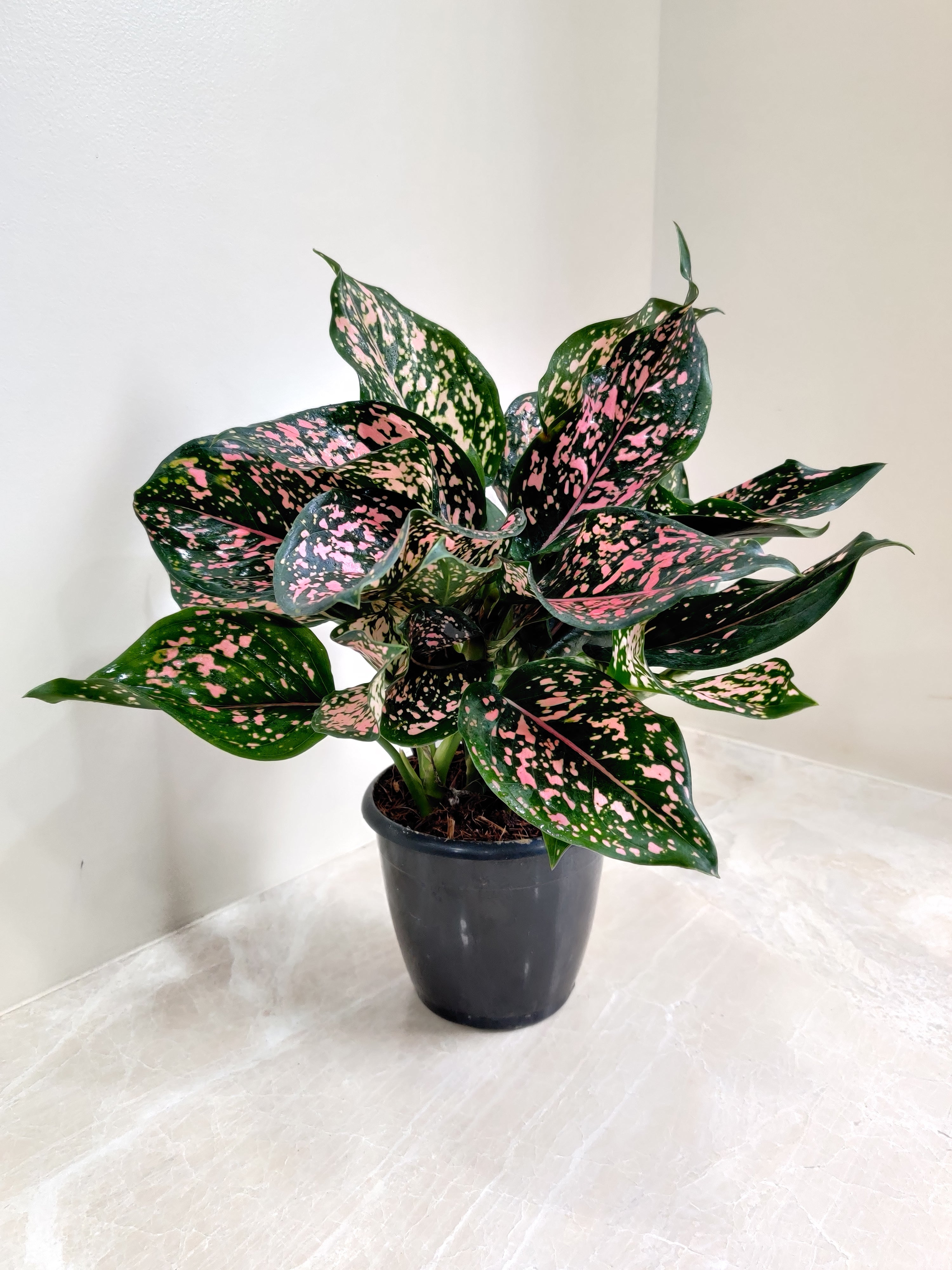 aglaonema dalmatian Aglaonema Pink Dotted Plant In 12 Cm Pot (Dalmatian)