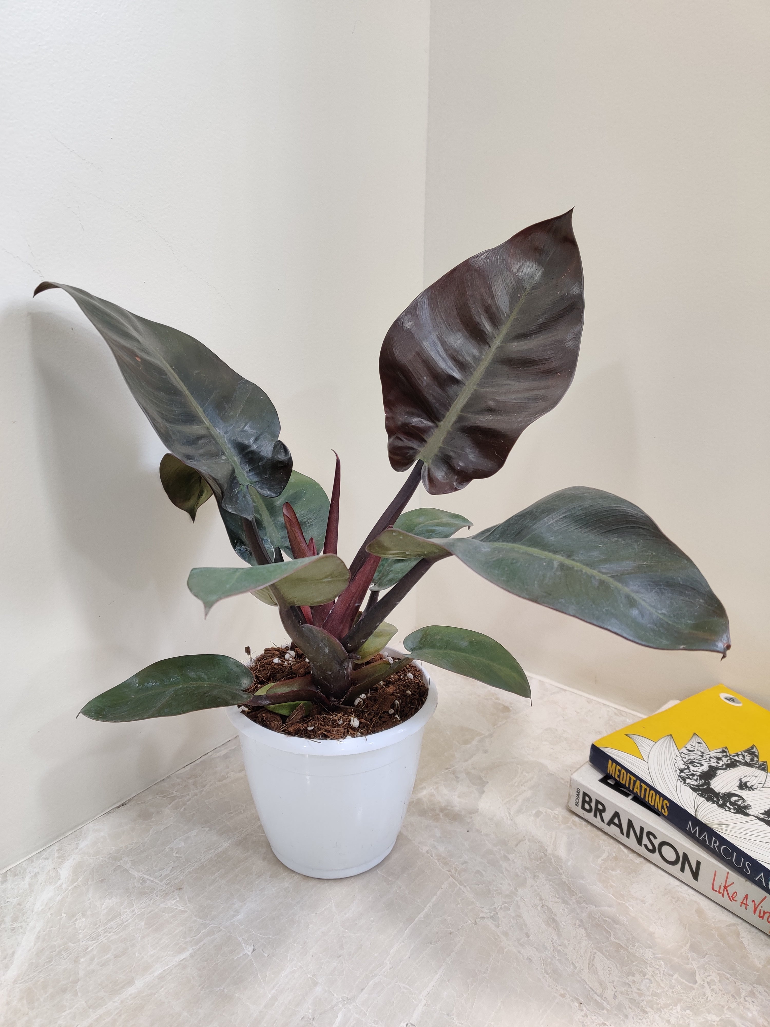 Philodendron Black Cardinal - 25 cm - Easy indoor plant - Air-purifying - Low light - Shade-loving