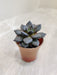 Echeveria-Black-Prince-Dark-Rosette-Indoor-Succulent