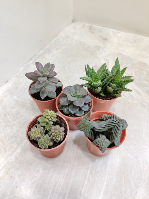 Indoor Mini Succulent Collection for Indoor Gardening