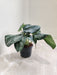 Satin Pothos with Silver Spots in White Pot