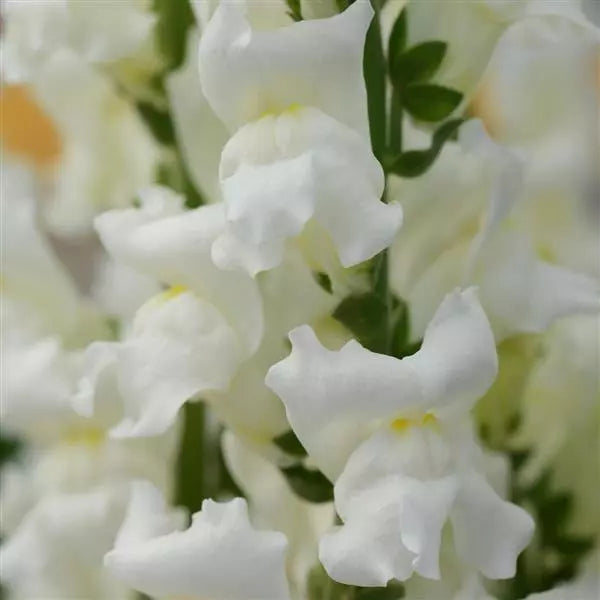 Flower Rocket Fragrance Bouquet Kit – Over 500 Seeds, As Seen On TV, USA Made