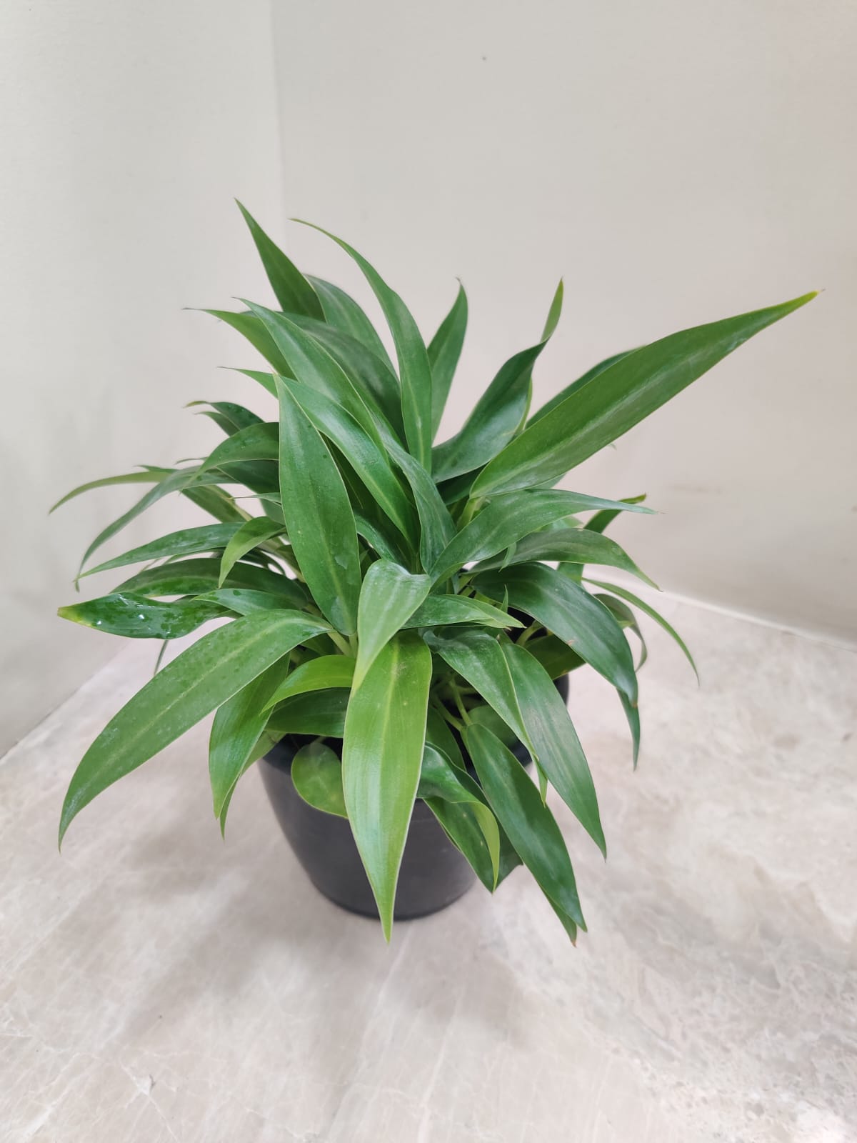 philodendron little phil variegated Buy Philodendron Little Phil Plant – ChhajedGarden.com