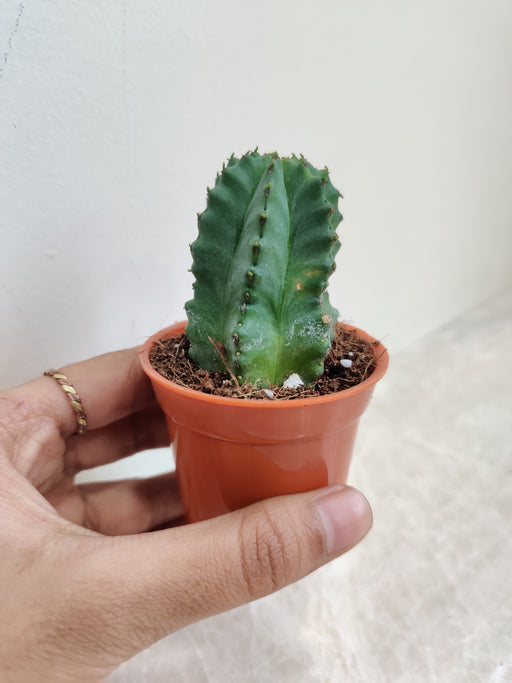 Indoor Euphorbia Anopolia Mini Cactus