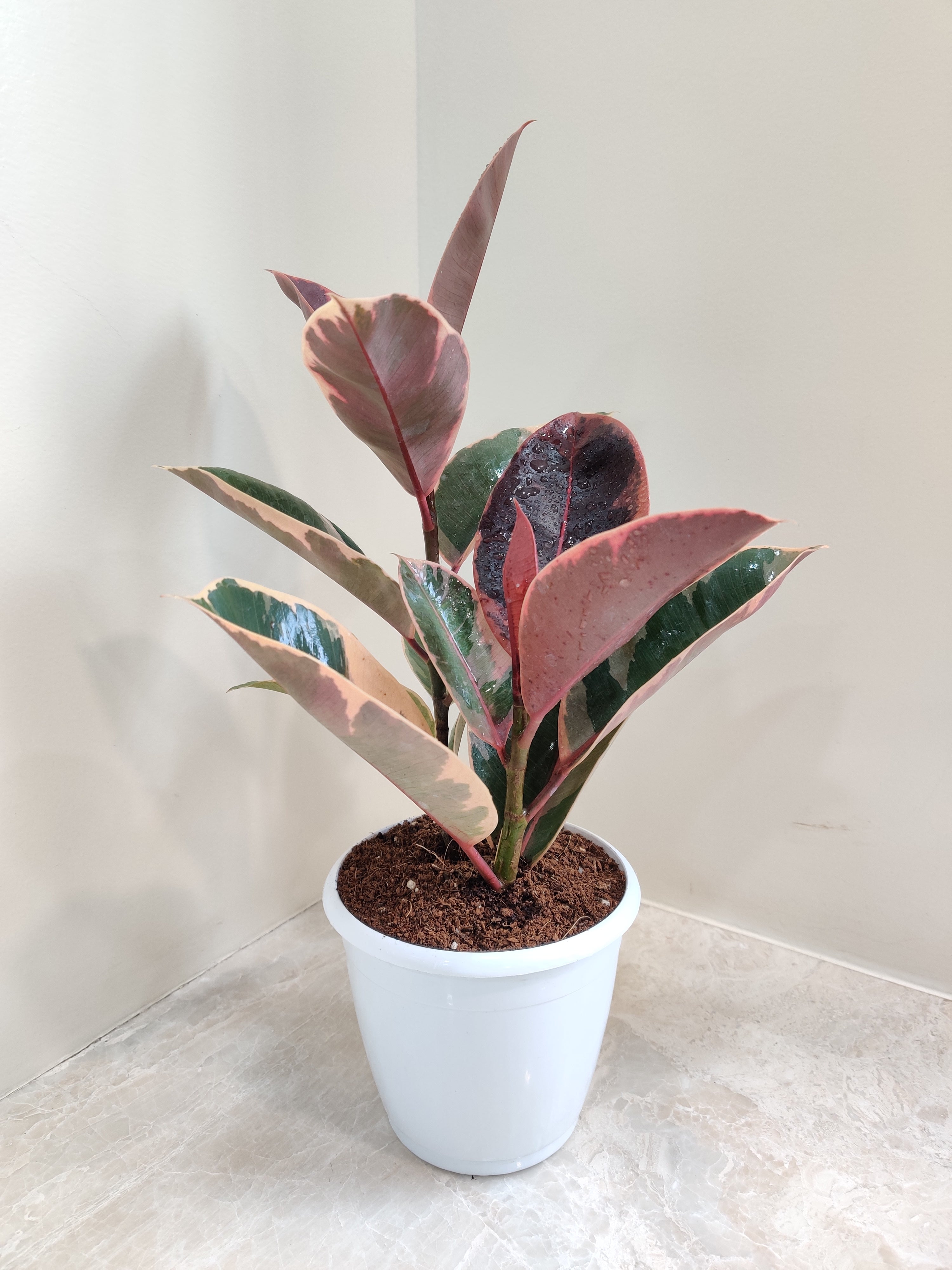 variegated rubber tree for sale Variegated Rubber Plant (Ficus Elastica)