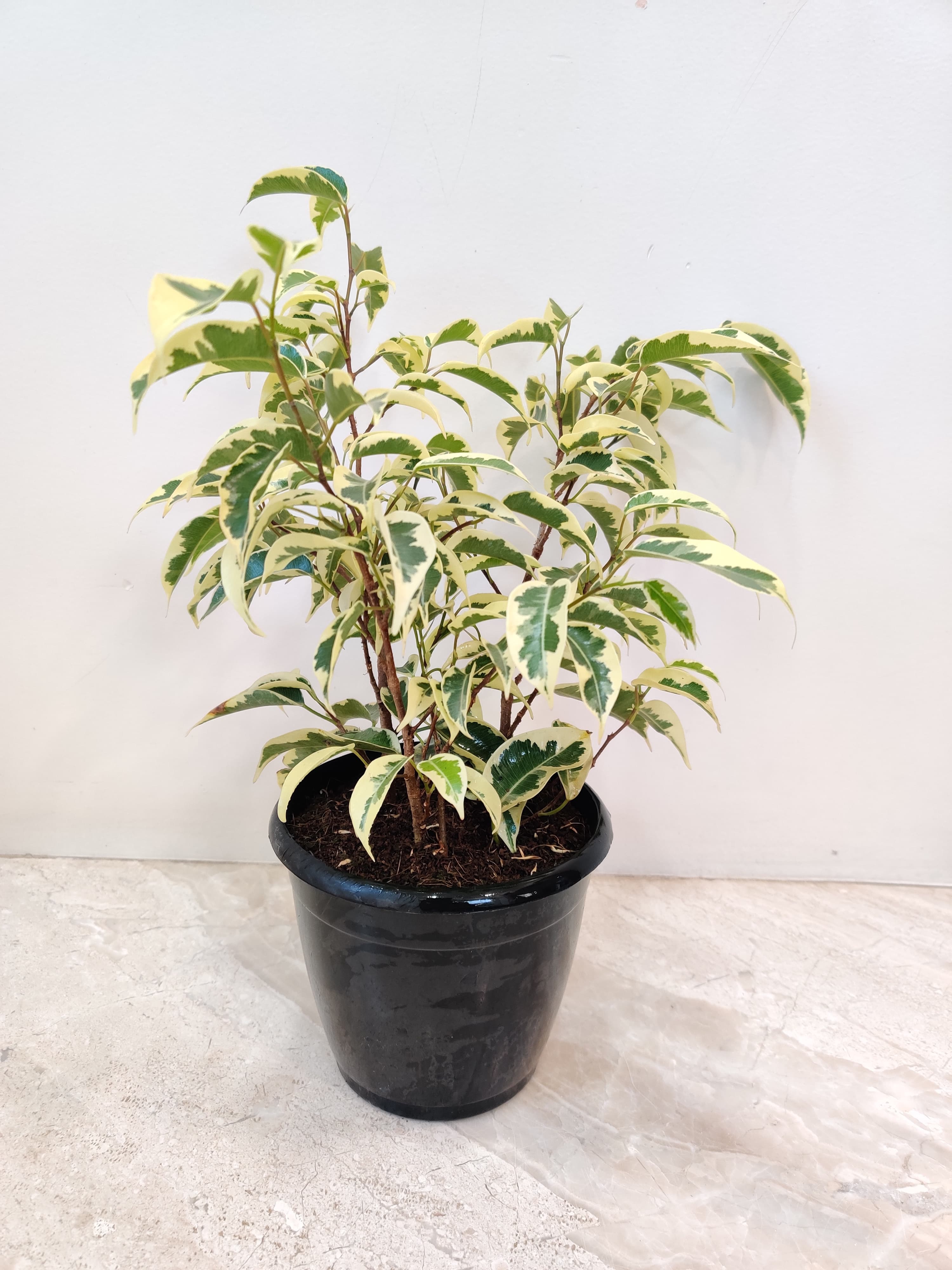 Ficus Starlight Plant