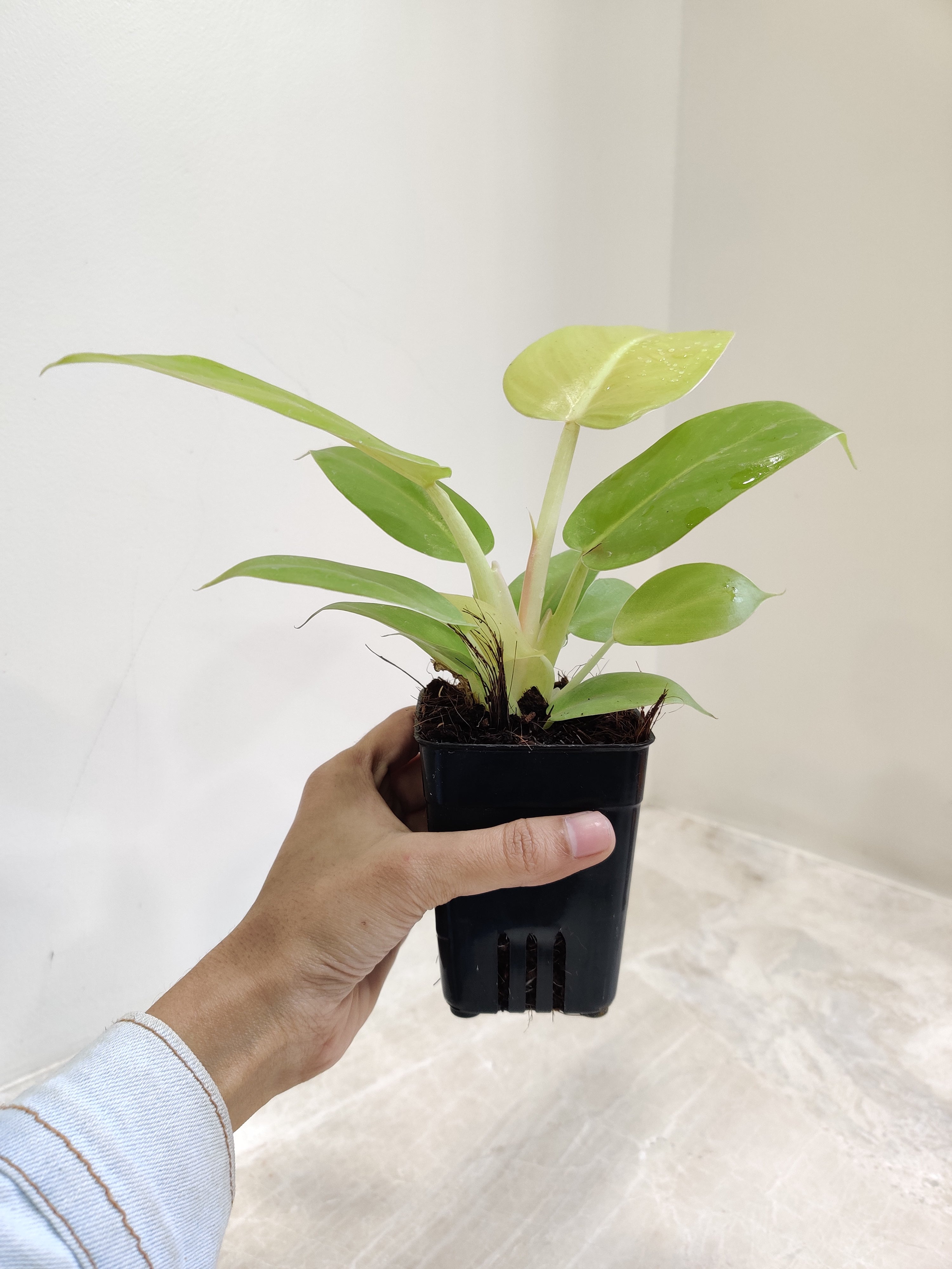 philodendron gold melinonii Philodendron Golden Melinonii Indoor Plant
