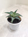 Healthy-Aloe-Firebird-Succulent-Decorative-Pot