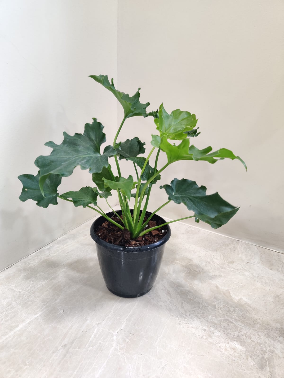 philodendron selloum air purifier Philodendron Selloum Green in 12 cm Pot