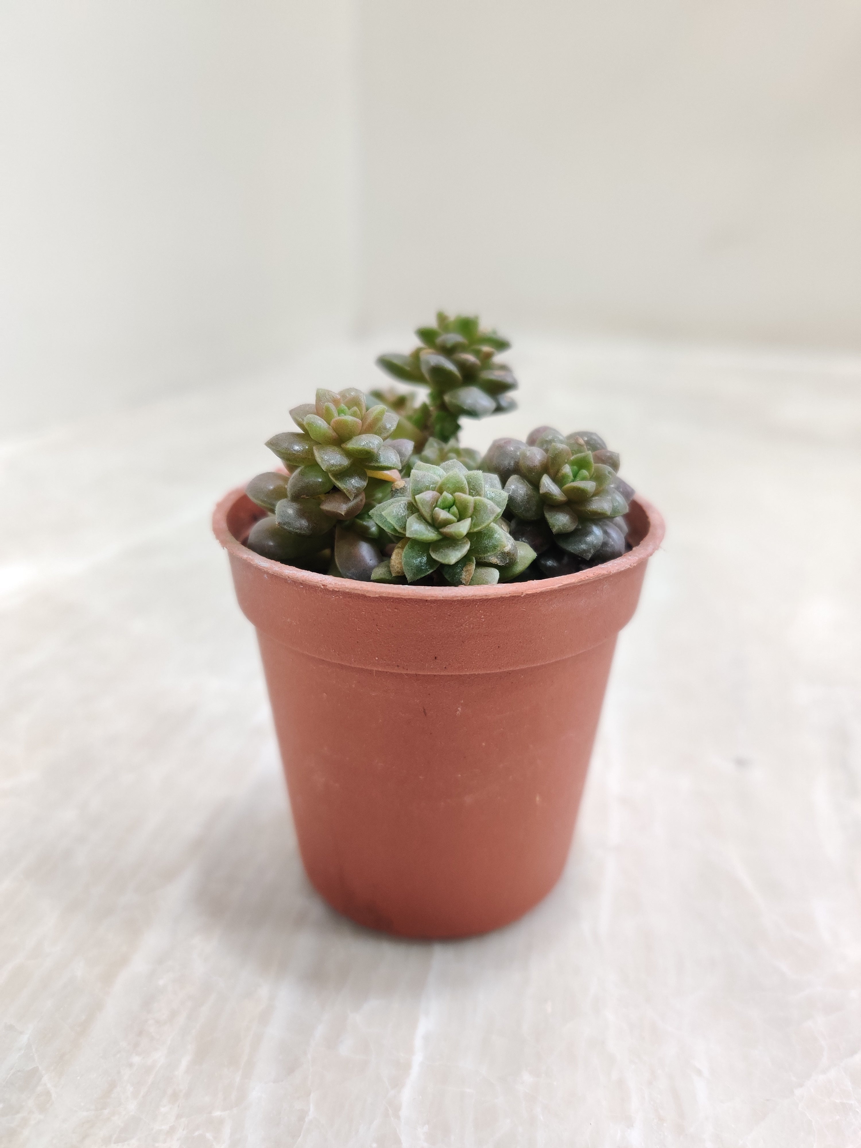 smallest succulent plant in the world Sedum 'Little Gem'