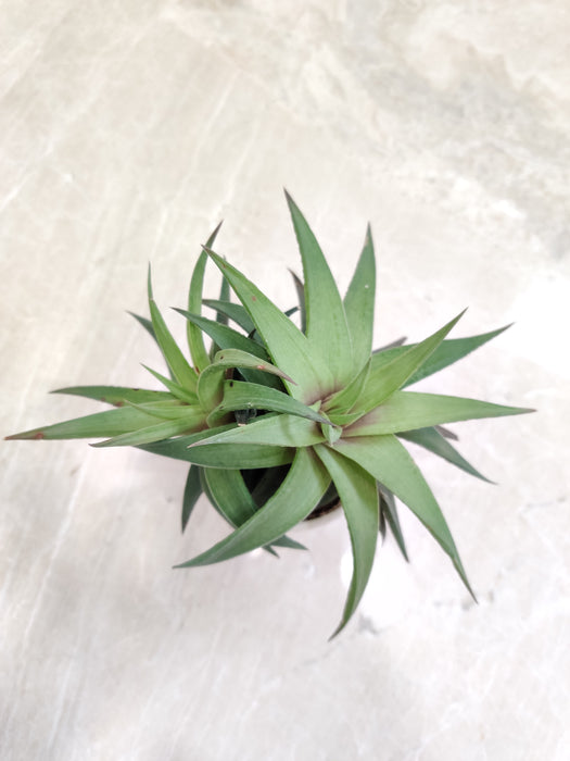 Low-maintenance-Haworthia-succulent-plant