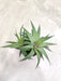 Low-maintenance-Haworthia-succulent-plant