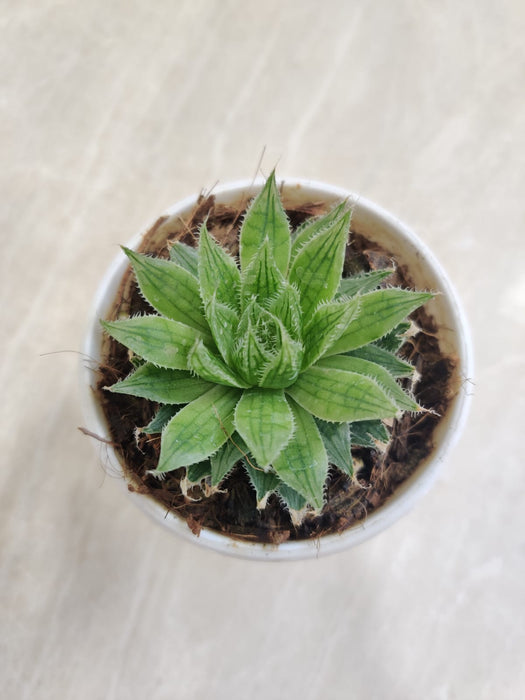 Haworthia Mucronata- Live Succulent Plant