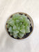 Haworthia-Retusa-green-rosette-succulent
