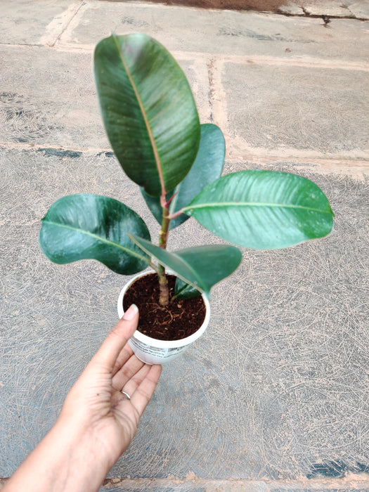 Rubber Plant in small container, perfect for indoor spaces