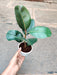 Rubber Plant in small container, perfect for indoor spaces
